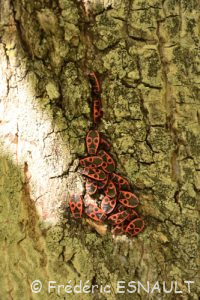 Gendarme (Pyrrhocoris apterus)