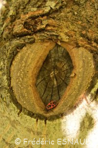 Gendarme (Pyrrhocoris apterus)