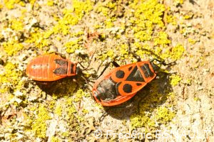 Gendarme ou Cherche-midi (Pyrrhocoris apterus)