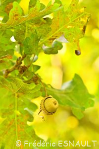 Chêne pédonculé (Quercus robur)