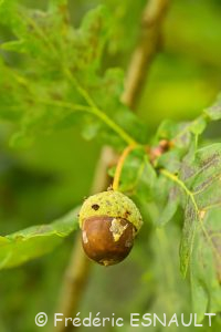 Chêne pédonculé (Quercus robur)