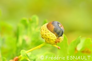 Chêne pédonculé (Quercus robur)