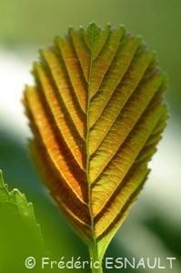 Aulne glutineux (Alnus glutinosa)