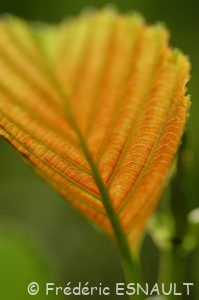 Aulne glutineux (Alnus glutinosa)