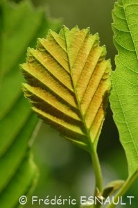 Aulne glutineux (Alnus glutinosa)