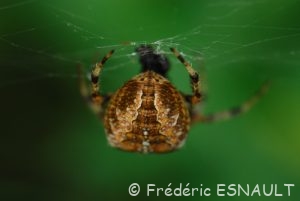 Épeire diadème (Araneus diadematus)