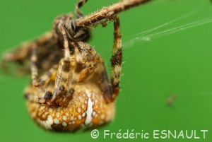 Épeire diadème (Araneus diadematus)