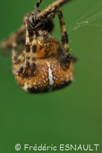 Épeire diadème (Araneus diadematus)