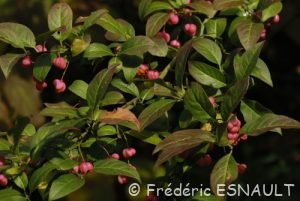 Fusain d'Europe (Euonymus europaeus)