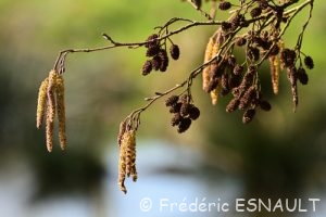 Aulne glutineux (Alnus glutinosa)