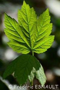 Érable sycomore (Acer pseudoplatanus)