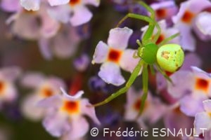 Araignée-crabe Thomise (Ebrechtella tricuspidata)