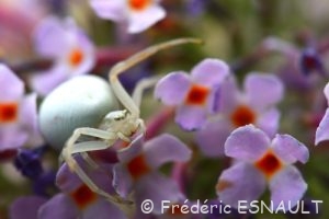 Thomise variable (Misumena vatia)