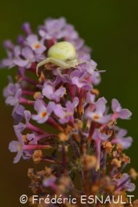Thomise variable (Misumena vatia)