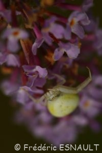 Thomise variable (Misumena vatia)