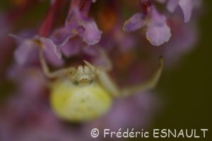 Thomise variable (Misumena vatia)