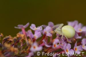 Thomise variable (Misumena vatia)