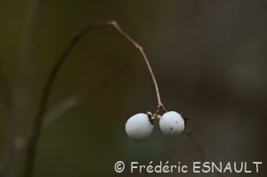 Symphorine (Symphoricarpos albus)
