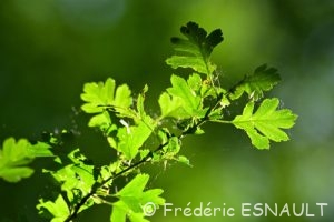 Aubépine à un style (Crataegus monogyna)