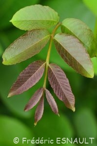 Noyer commun ou Noyer (Juglans regia)