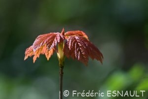 Érable sycomore (Acer pseudoplatanus)