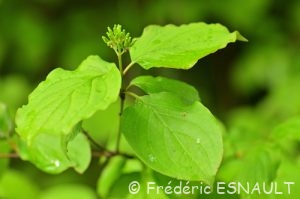 Cornouiller sanguin (Cornus sanguinea)