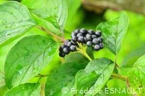 Cornouiller sanguin (Cornus sanguinea)