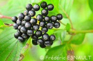 Cornouiller sanguin (Cornus sanguinea)