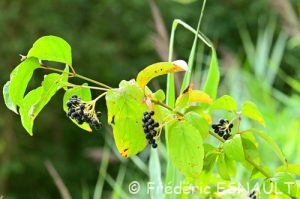 Cornouiller sanguin (Cornus sanguinea)