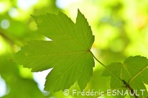 Érable sycomore (Acer pseudoplatanus)