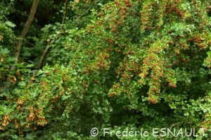 Aubépine à un style (Crataegus monogyna)