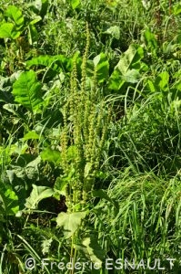 Patience sauvage ou Rumex à feuilles obtuses ou Patience à feuilles obtuses (Rumex obtusifolius)