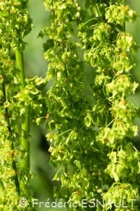 Patience sauvage ou Rumex à feuilles obtuses ou Patience à feuilles obtuses (Rumex obtusifolius)