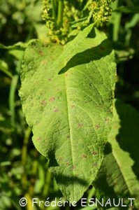 Patience sauvage ou Rumex à feuilles obtuses ou Patience à feuilles obtuses (Rumex obtusifolius)
