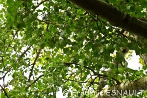 Peuplier blanc ou Peuplier de Hollande (Populus alba)