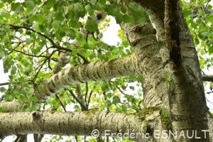 Peuplier blanc ou Peuplier de Hollande (Populus alba)