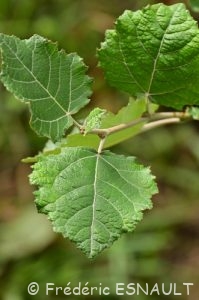 Peuplier blanc ou Peuplier de Hollande (Populus alba)