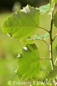 Peuplier blanc ou Peuplier de Hollande (Populus alba)