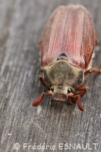 Hanneton commun (Melolontha melolantha)