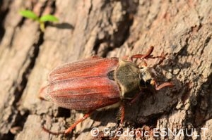 Hanneton commun (Melolontha melolantha)