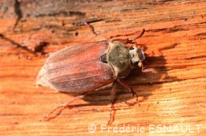 Hanneton commun (Melolontha melolantha)