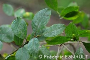Saule marsault (Salix caprea)