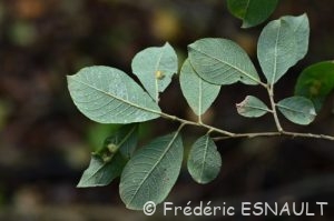 Saule marsault (Salix caprea)