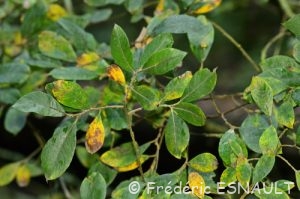 Saule marsault (Salix caprea)