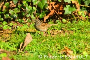 Accenteur mouchet (Prunella modularis)