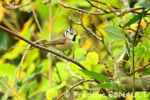 Mésange huppée (Lophophanes cristatus)