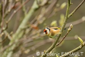 Chardonneret élégant (Carduelis carduelis)
