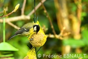 Mésange charbonnière (Parus major)