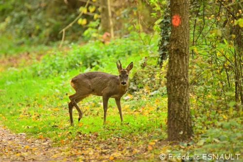 Chevreuil (Capreolus capreolus)