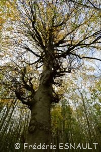 Hêtre commun (Fagus sylvatica)